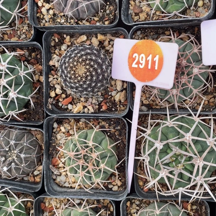 仙人球一棵2911000000