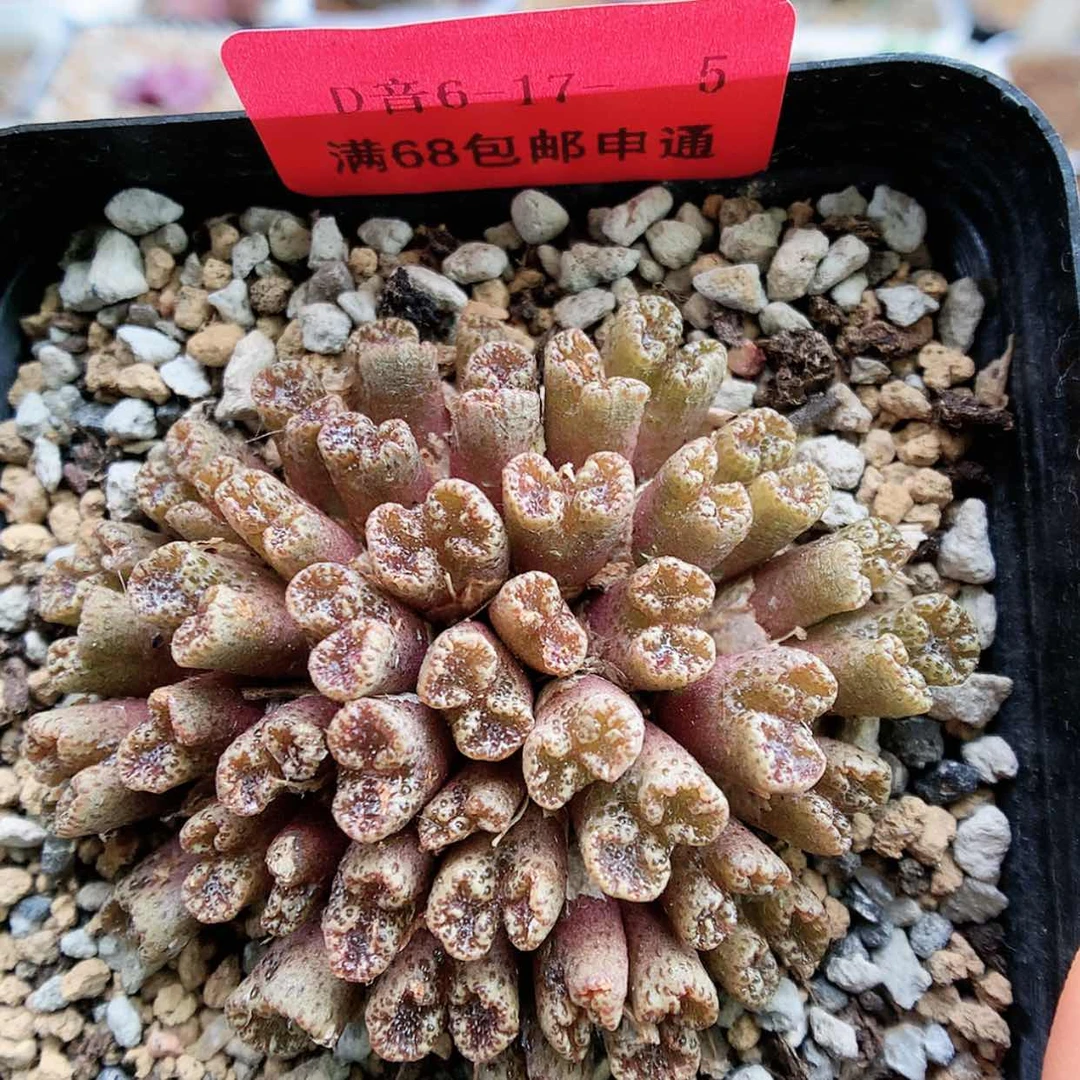 【闪购商品】6-17-5 勋章一群