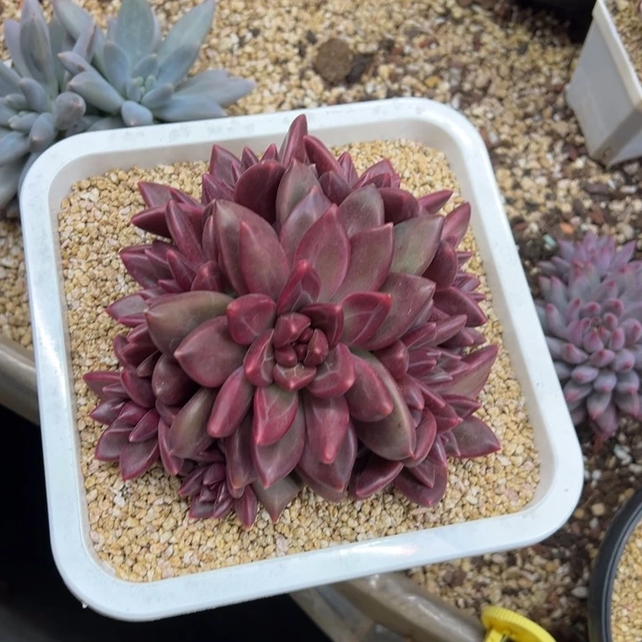 迷雾泡泡 夏鸣园艺