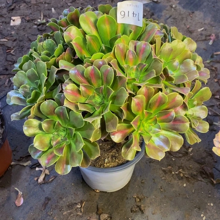 中斑锦多肉断头不包1416