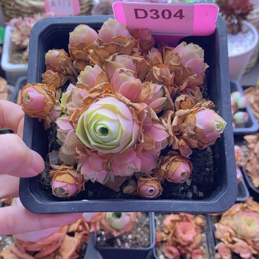 花****山地玫瑰一物一拍304