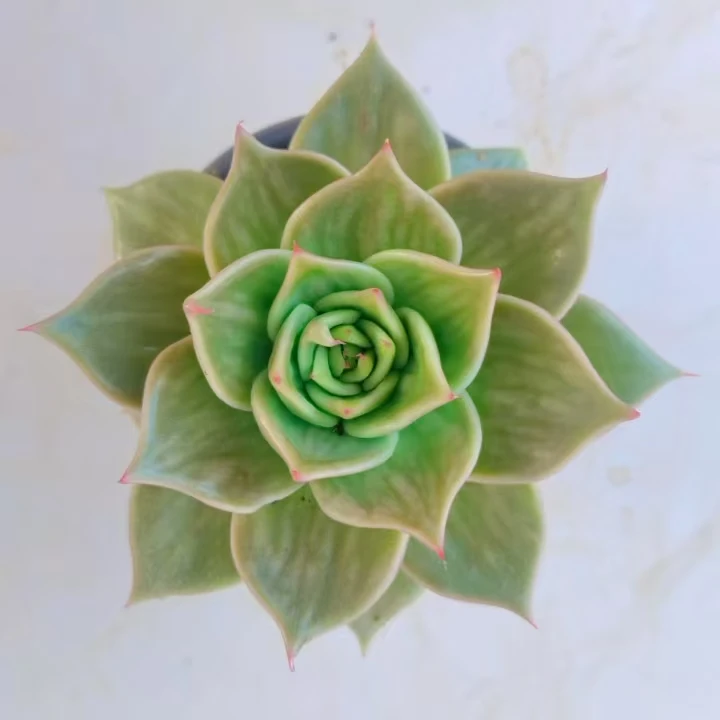 【星星景】黄大锤多肉阳台露台植物栽种养护