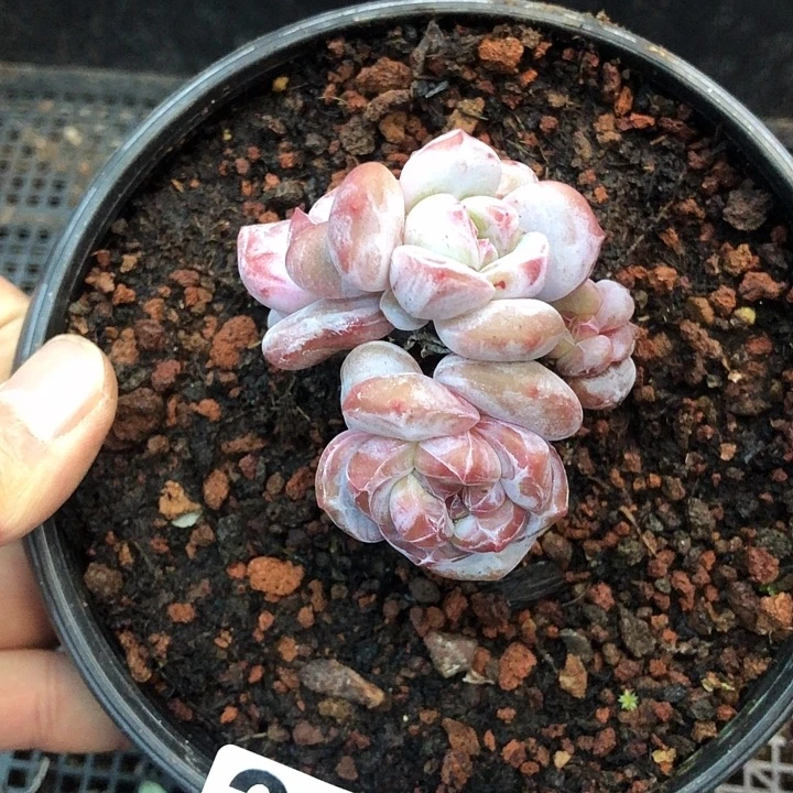 星影石榴籽福利出咯 322