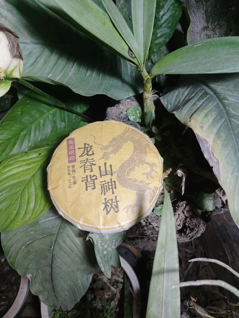 2018年倚邦嶍崆 龙脊背 山神树 高杆普洱生茶饼200克M13号