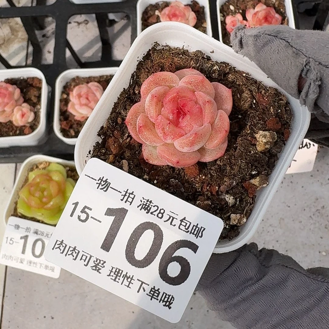 蜜桃甜心无盆土发货无