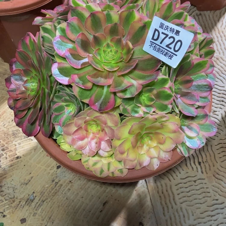 【闪购商品】阔**行720雨荷多肉