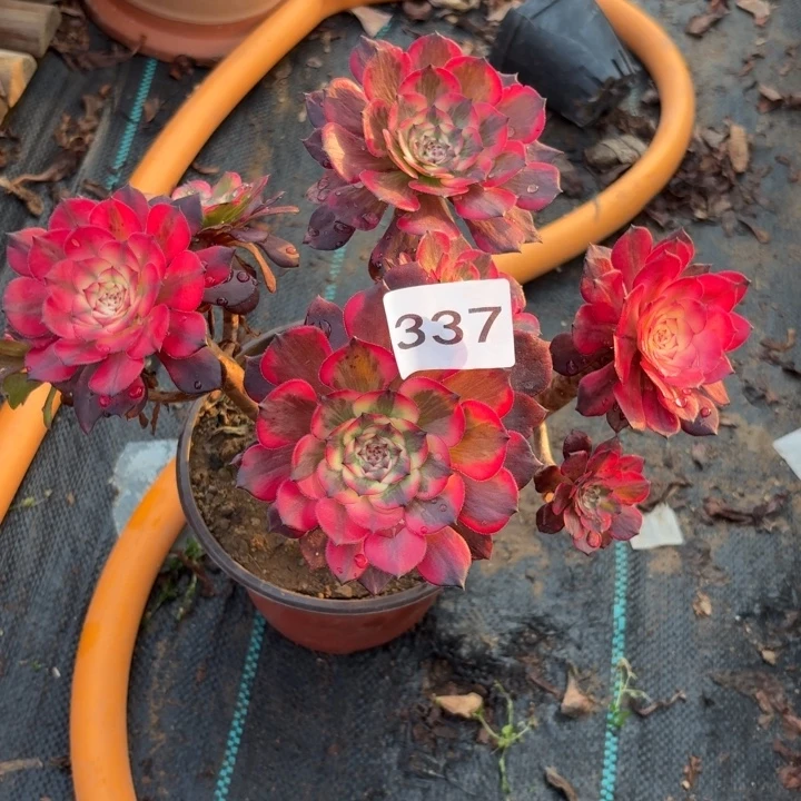 烟华多肉植物不包损337