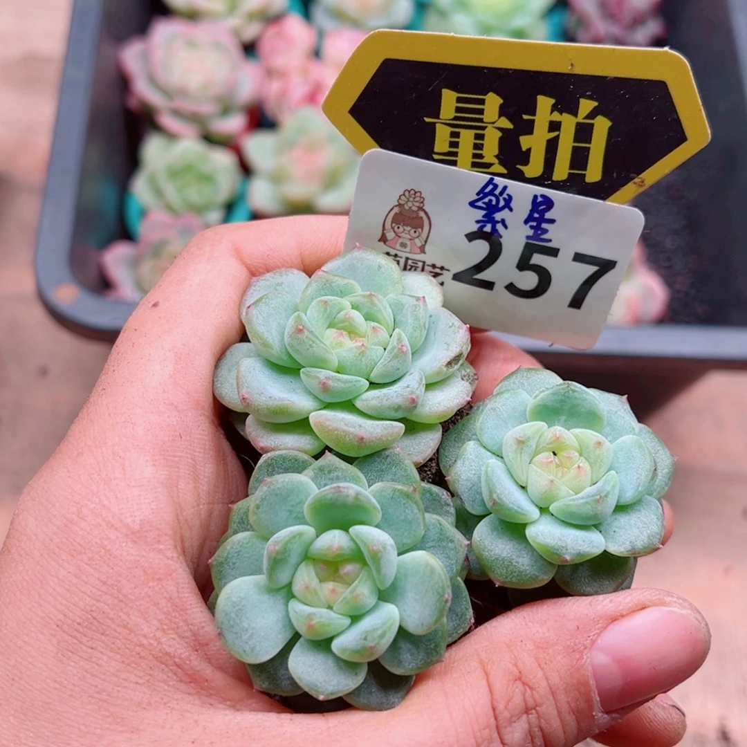 多肉植物多肉植物