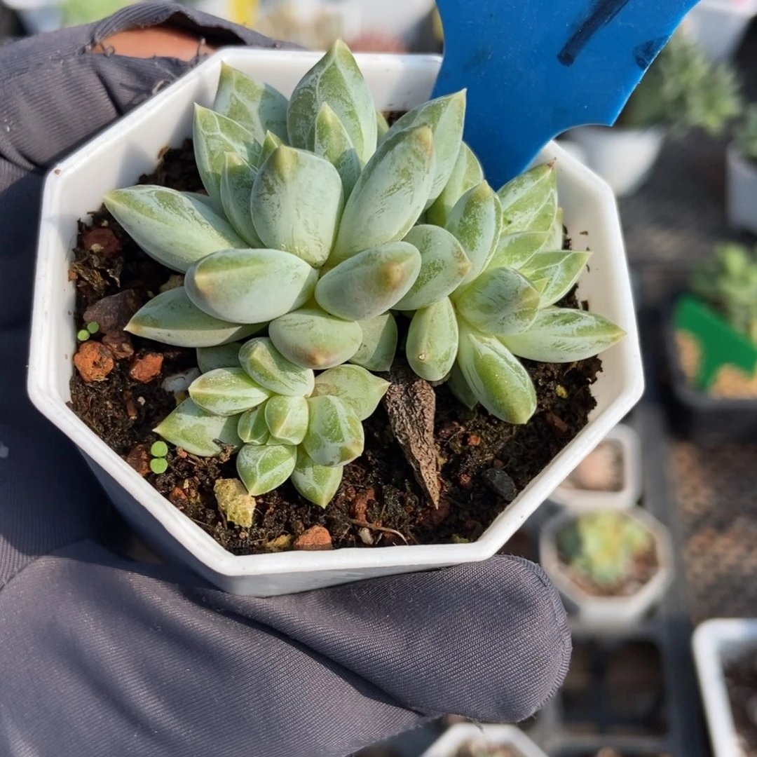 3072伊丽莎白多肉植物