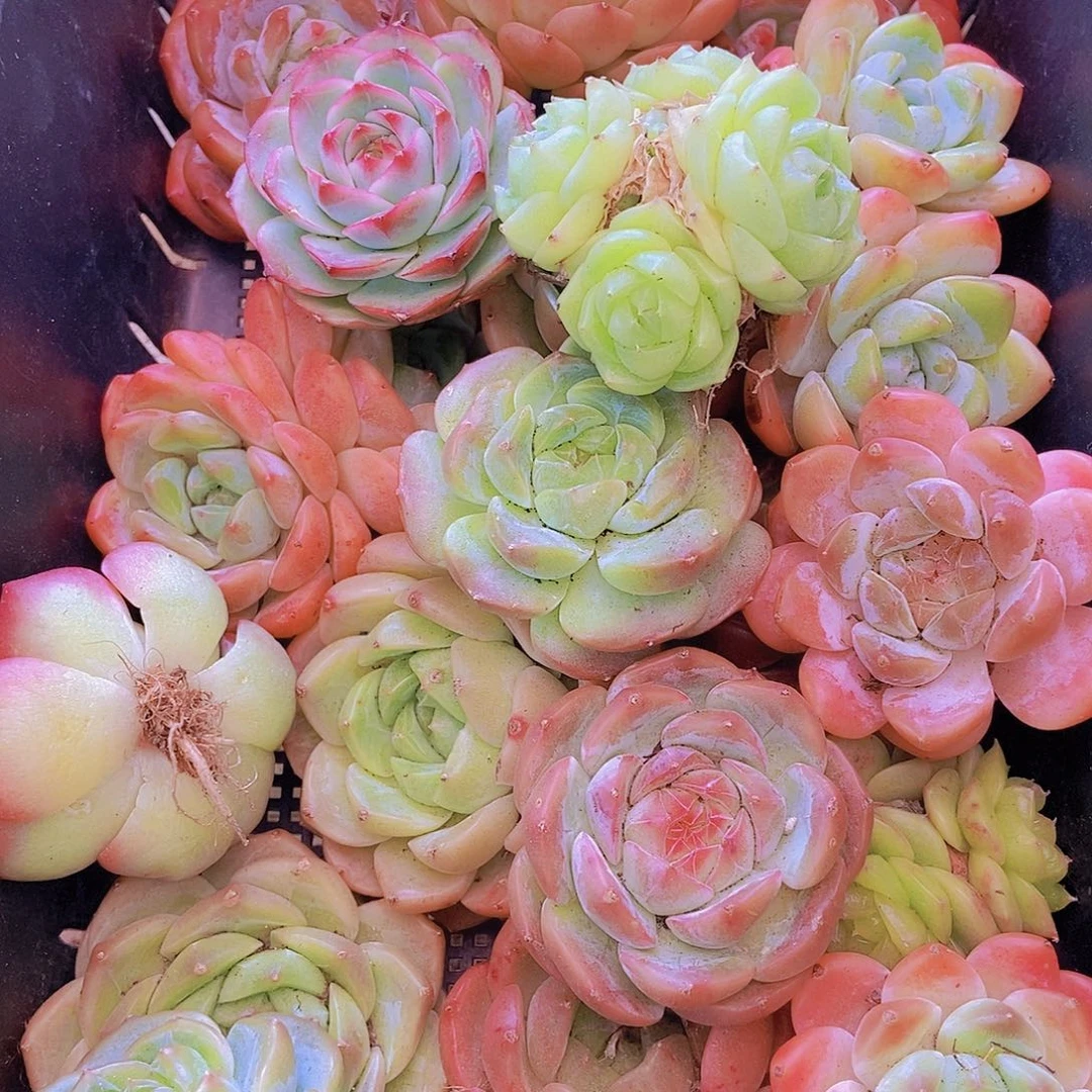 00000002量拍保底20颗