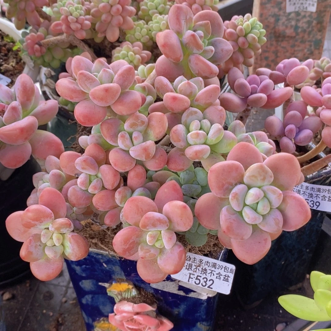樱花洛神16cm532多肉植物