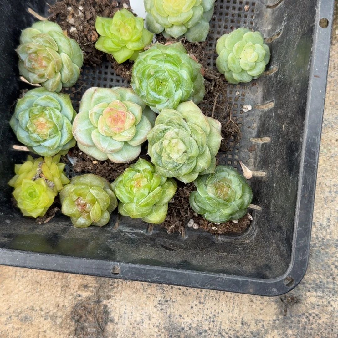 1017-25-开心单头量拍