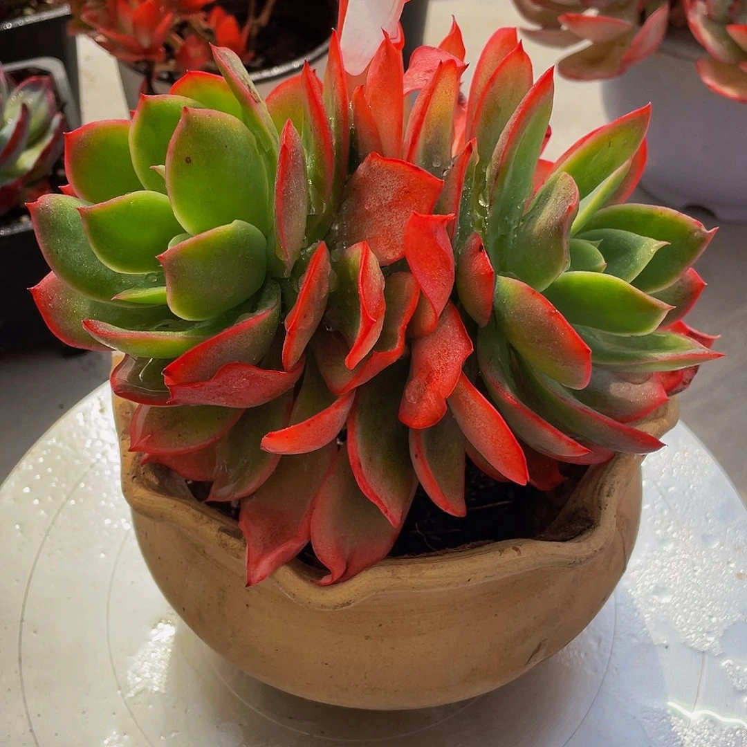 春*绮啰仙子多肉植物