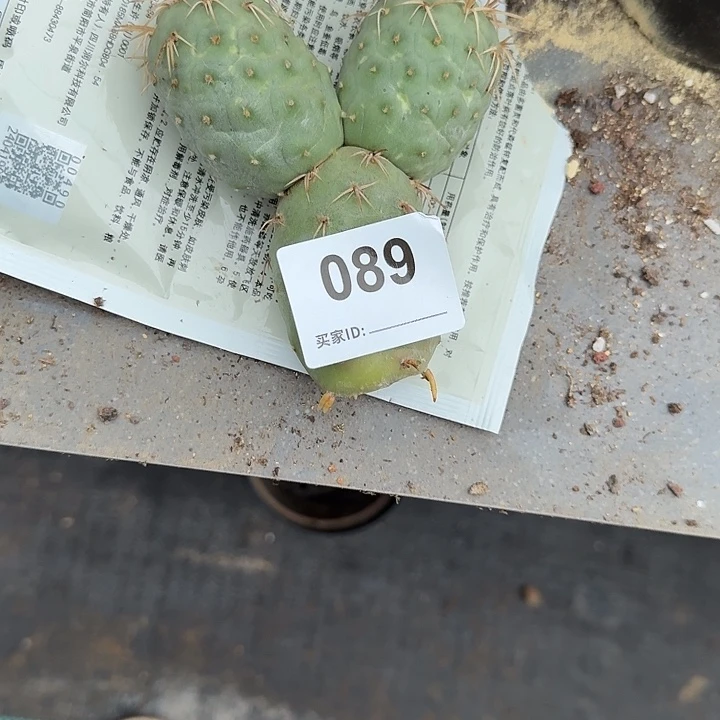 佳***杰落地有根米奇金娃娃089