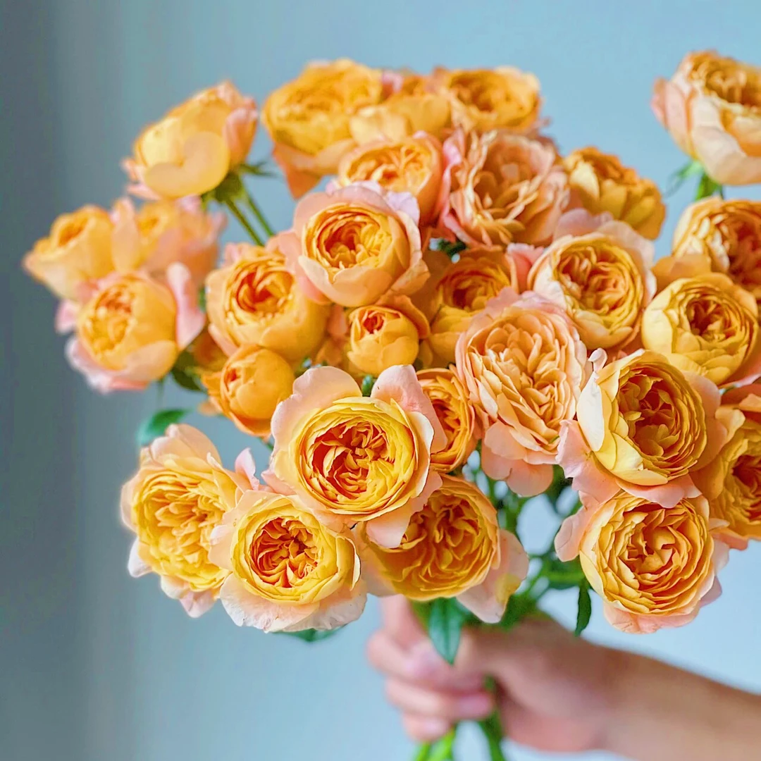 邵掌柜【果汁阳台】多头玫瑰 云南高品质鲜切花#顺丰发货