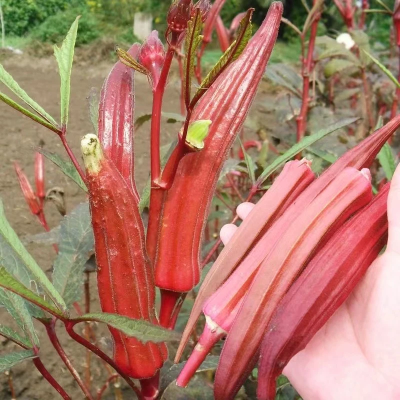【秋葵苗】秋葵苗红秋葵黄秋葵苗带土壮苗庭院种植盆栽地栽