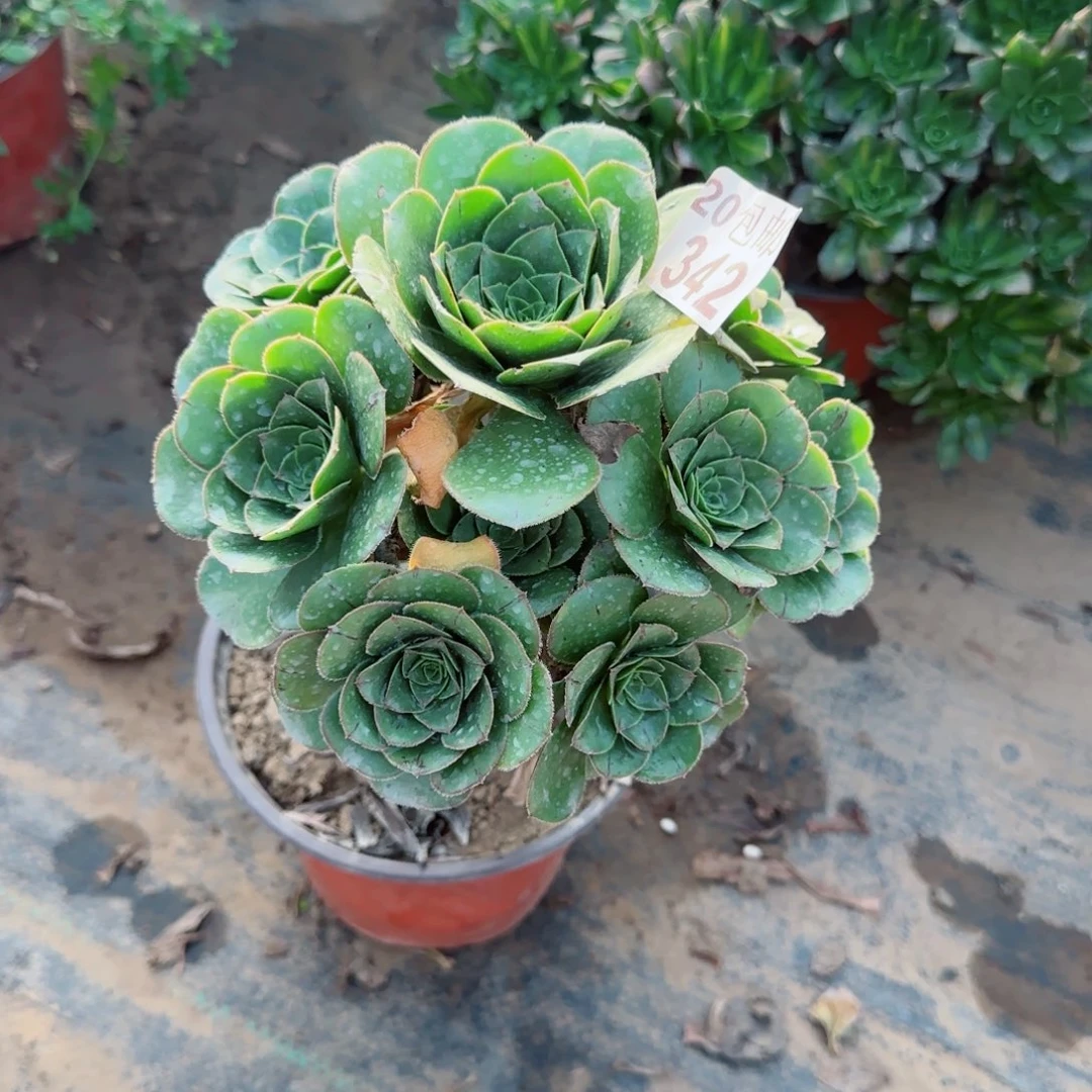 青苹果342满20包邮断枝不包