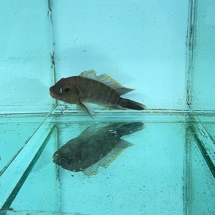 霓虹灯鱼602野发母啦龙。