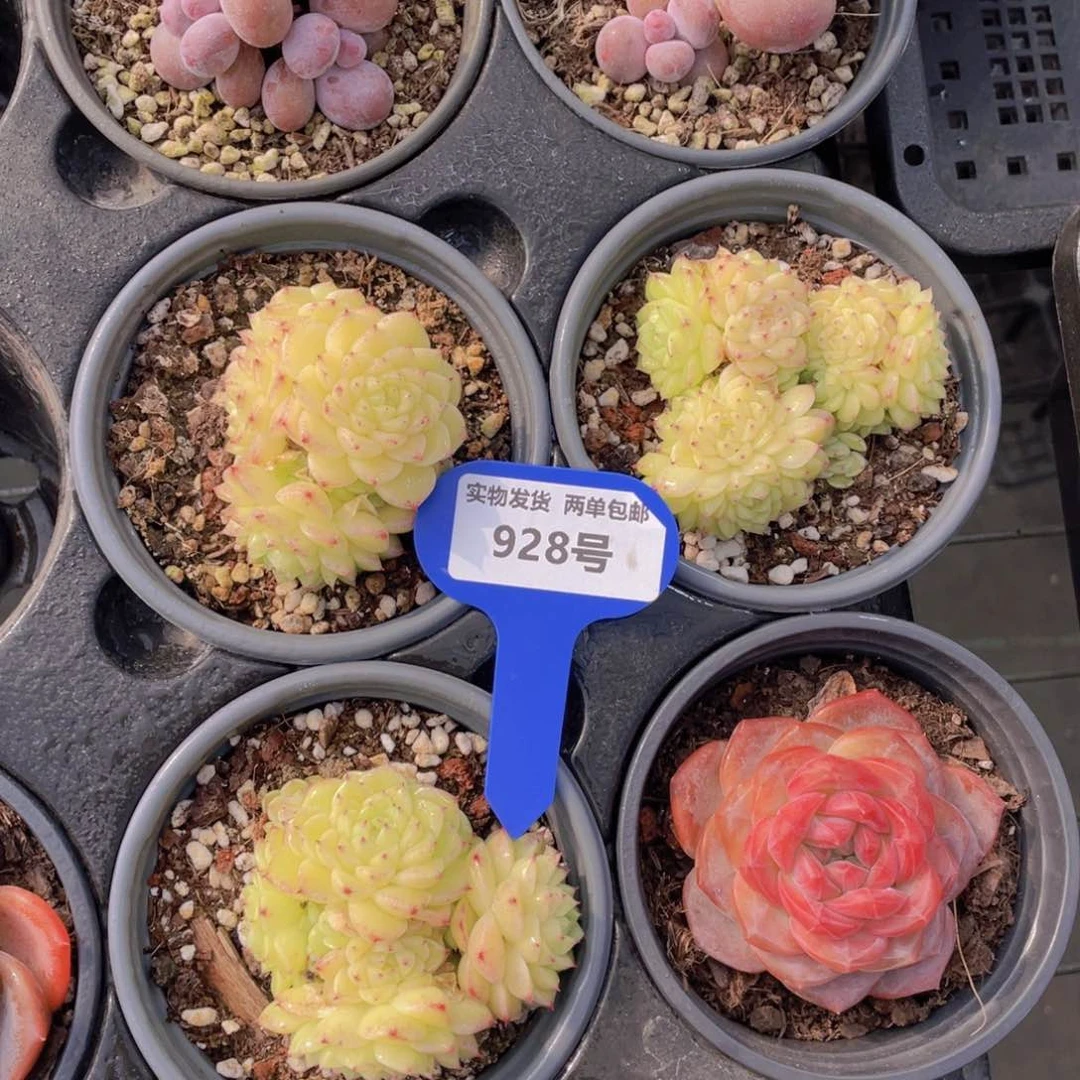 928号花朵脸透亮麦秆群一个