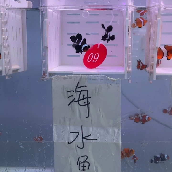 海水鱼瑕疵奥黑礼服一对3-4
