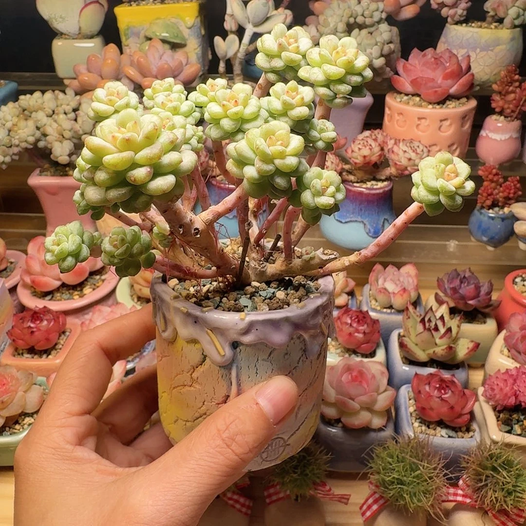 阳光玫瑰 多肉含盆土 一物一拍