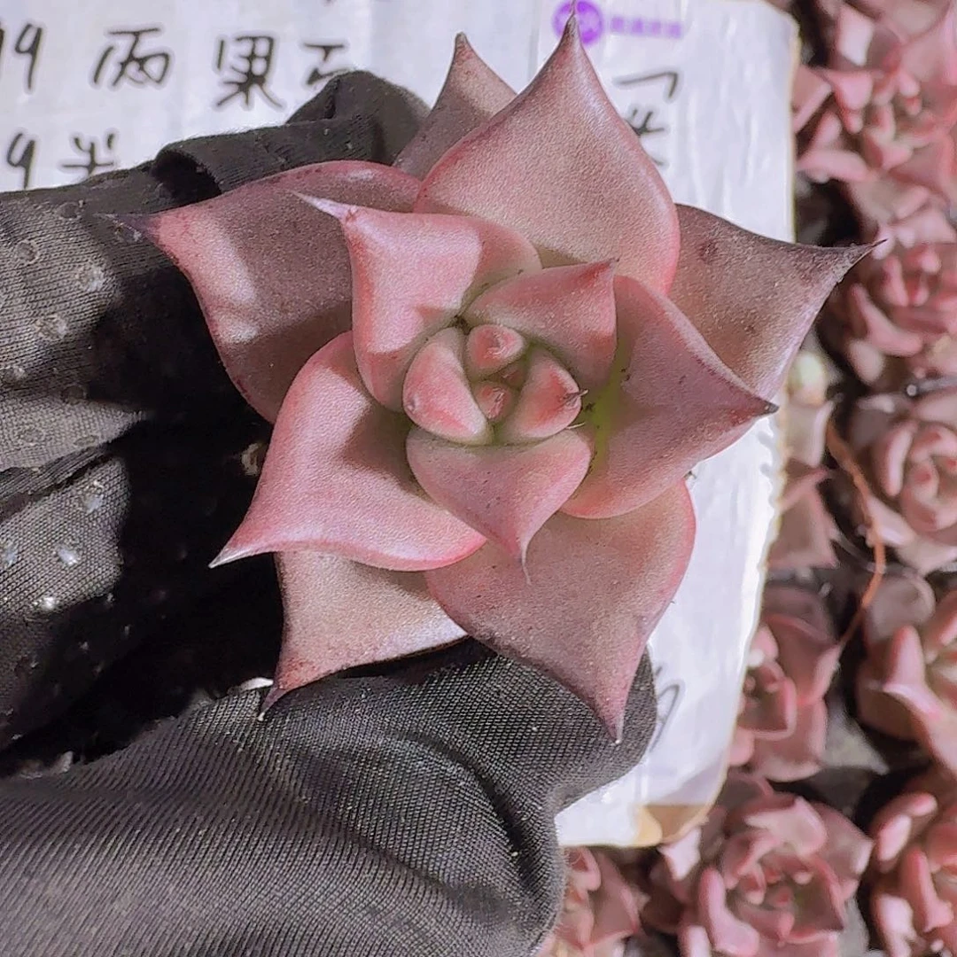 精品罗密欧两颗一组