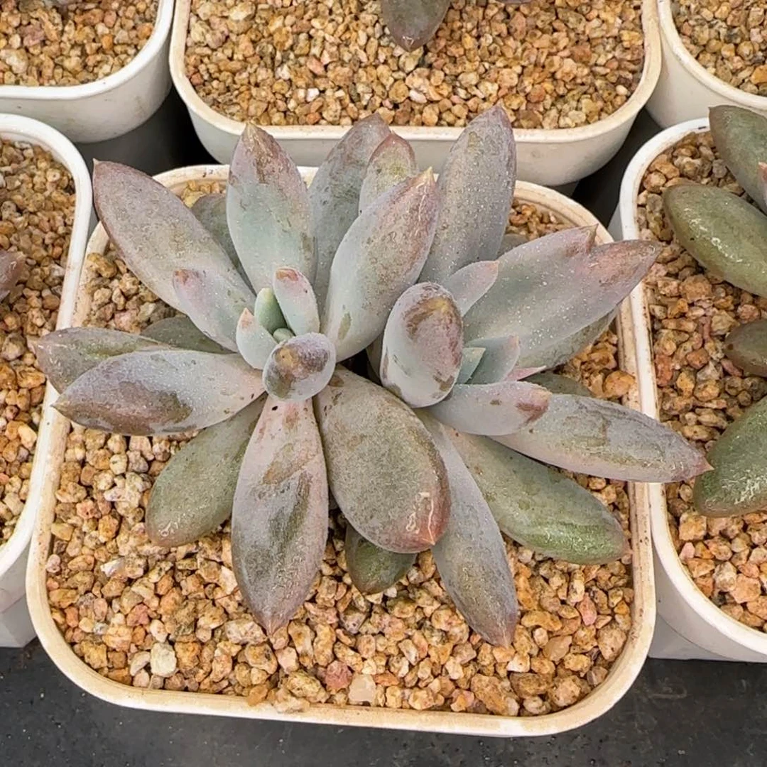 从前慢花园精选多肉哥特萝莉