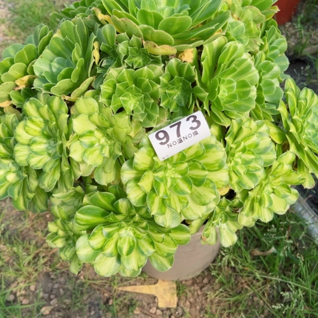973多肉法师翡翠琉璃一个