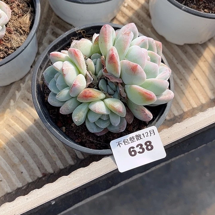 阿雅园艺。    638