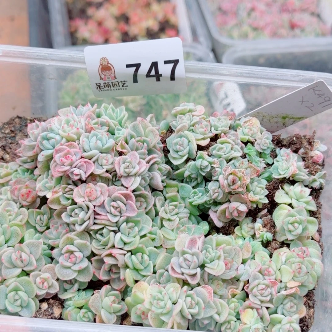 多肉植物多肉植物