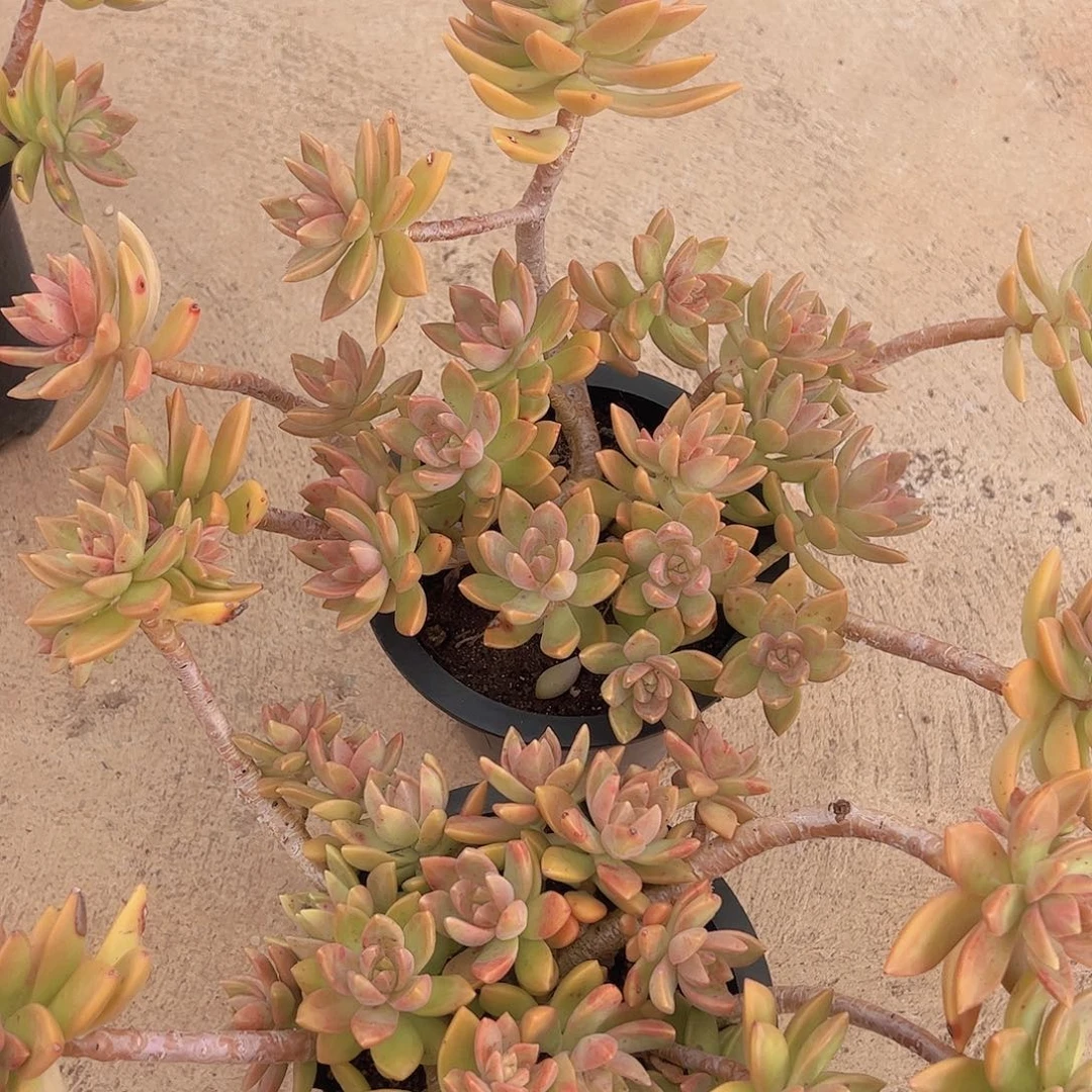 黄金布丁两盆老桩