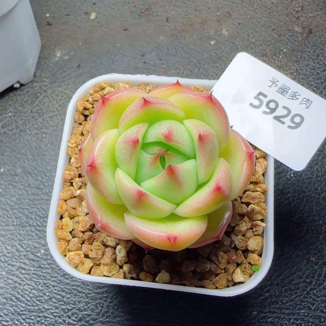 玉玲珑，5929多肉植物