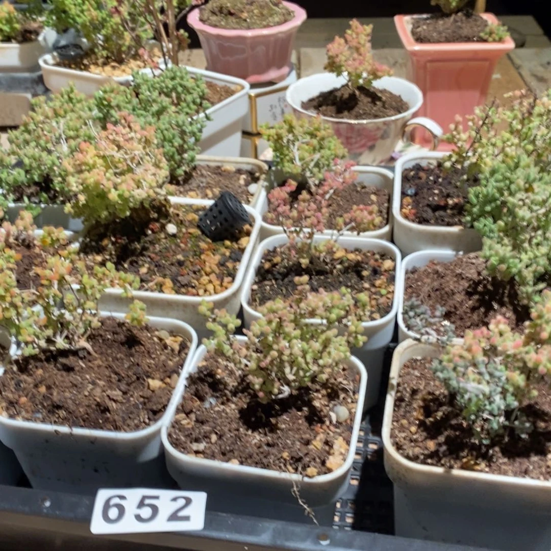 枝干番杏多肉植物652