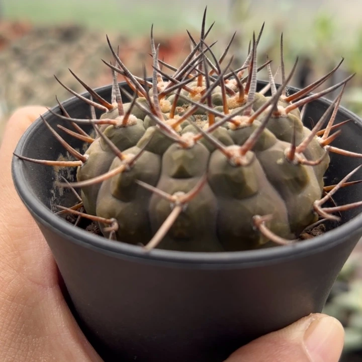 1173实生武勋好养皮实