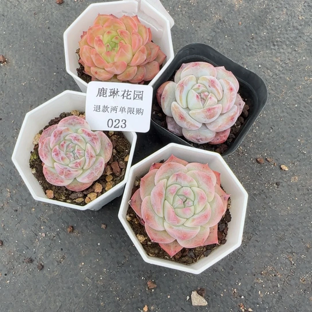 S*.多肉很小看清楚下单拒绝非品质售后23