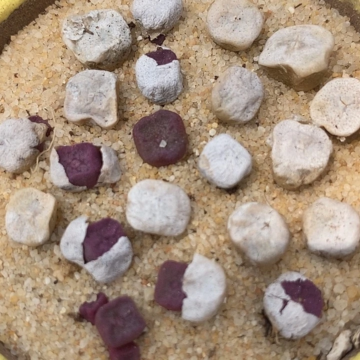 单头方碗一颗