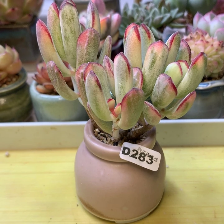 D283一物一拍带盆