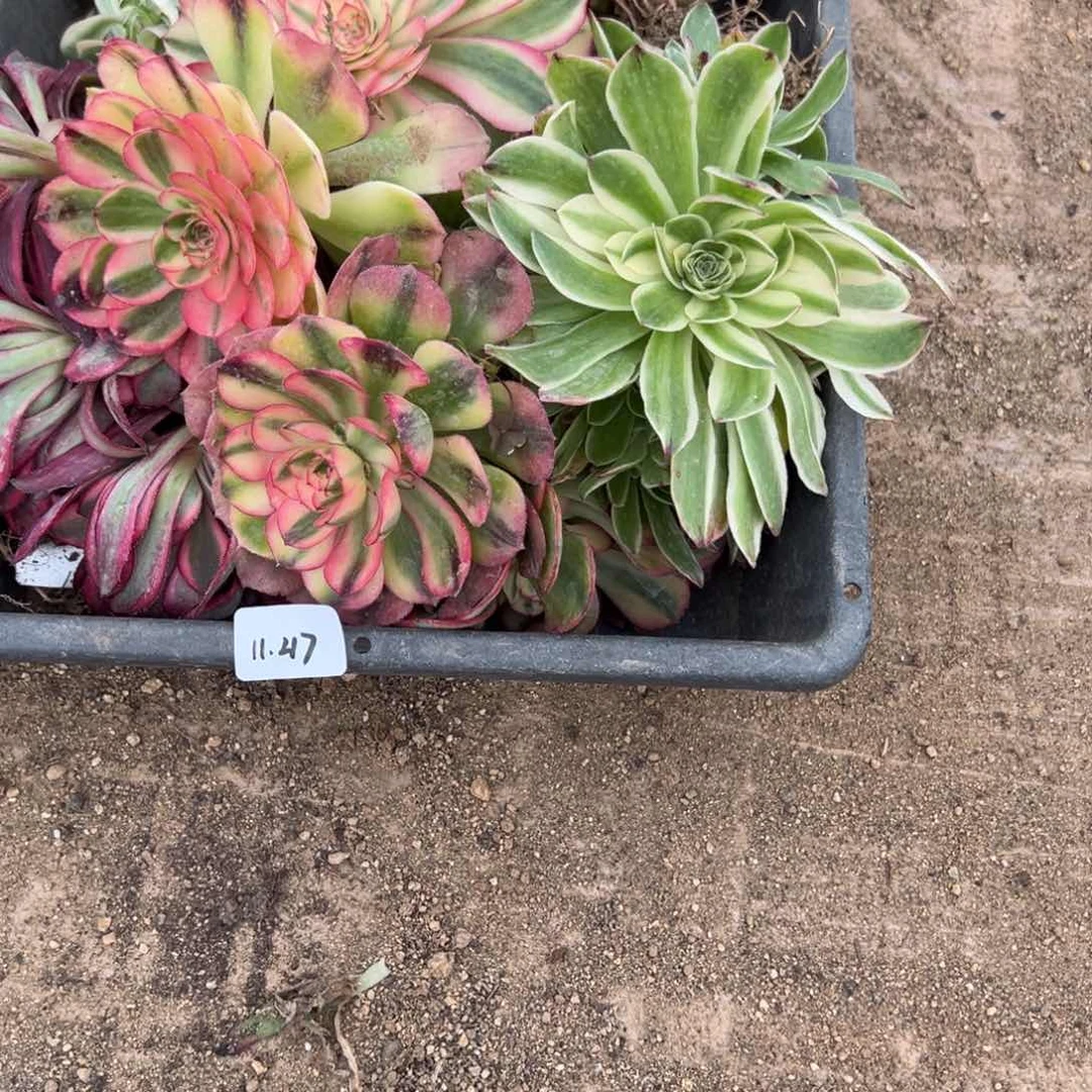 217筐多肉多肉多肉多肉