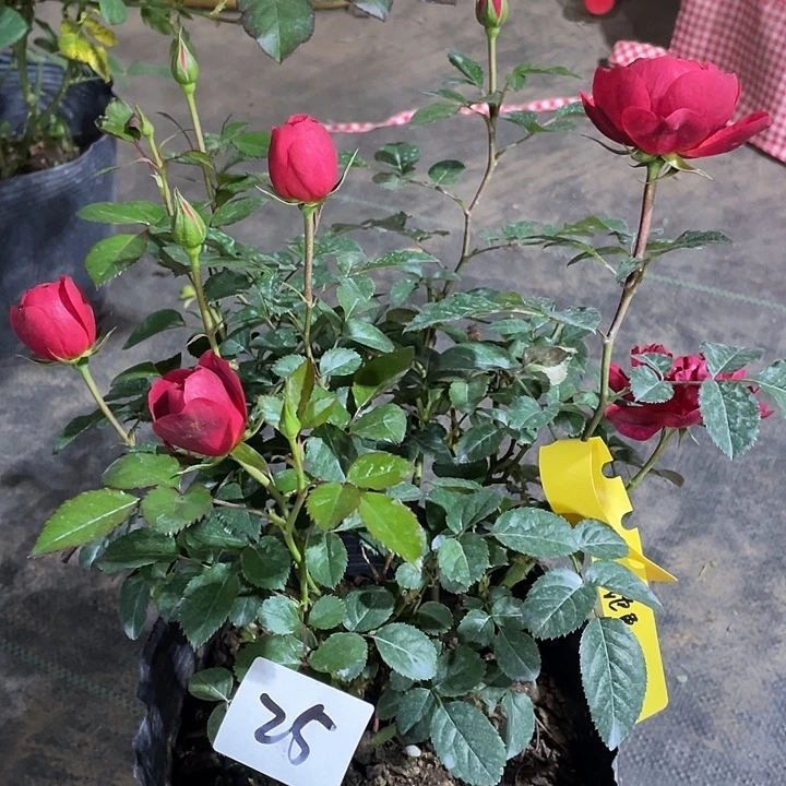 少量花朵（建议范围：2朵-5朵 或40%以下）25绝色果汁