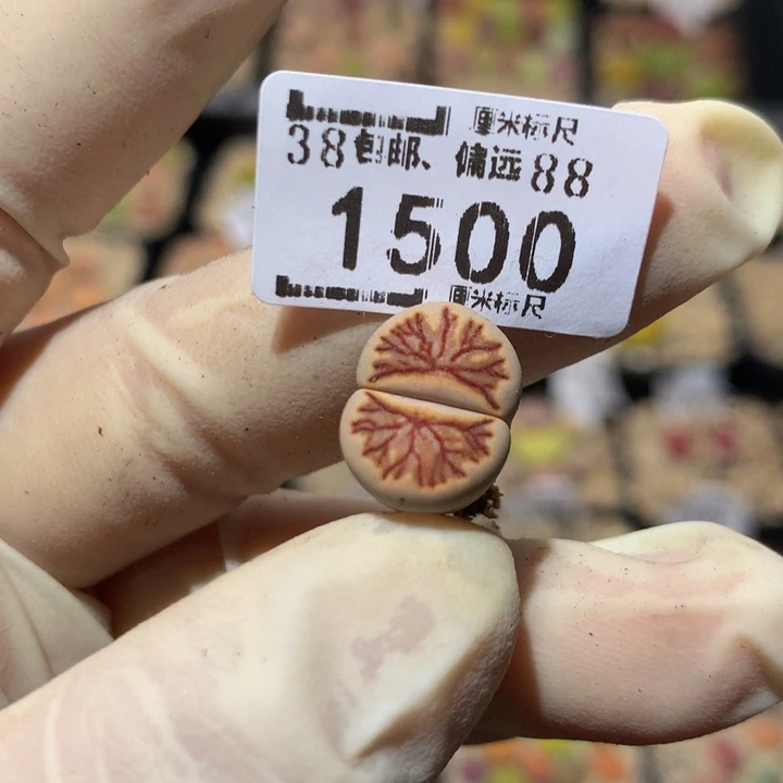 小*乖Zzz精品生石花1500
