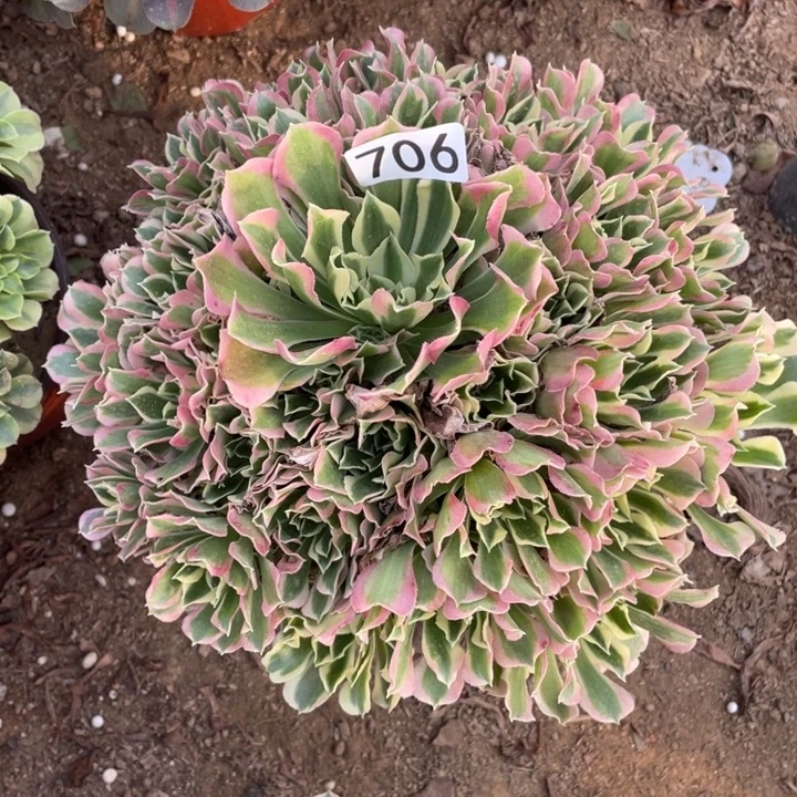 无花朵706白凤多肉植物