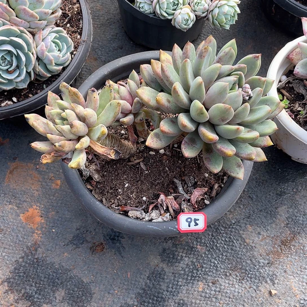 95象牙 一物一拍多肉