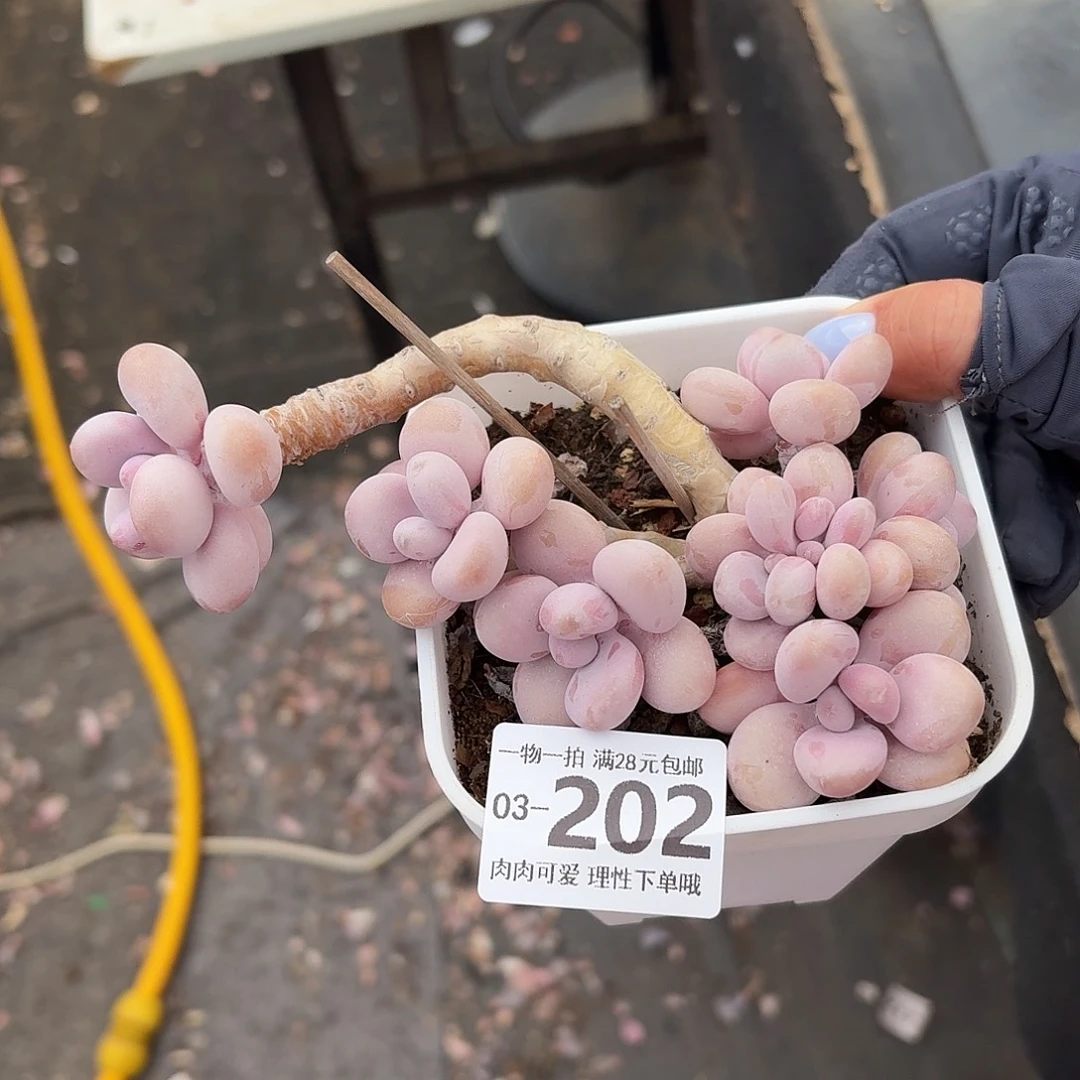 桃蛋无盆土发货无盆