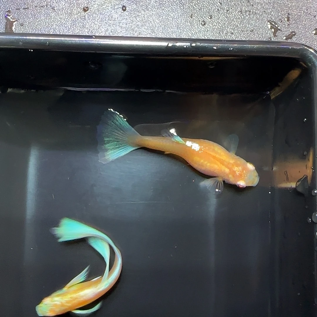 孔雀鱼蓝白飞船一对，三个月