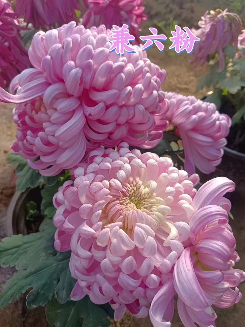 【兼六粉】多年生大花重瓣菊花浓香耐寒易活可种阳台庭院