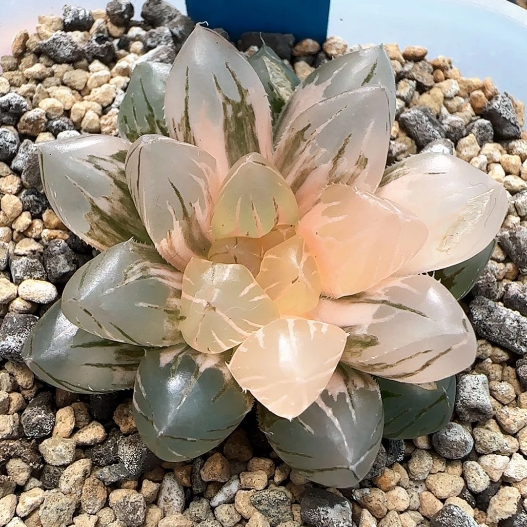 390号OM玉露锦一物一拍带盆土