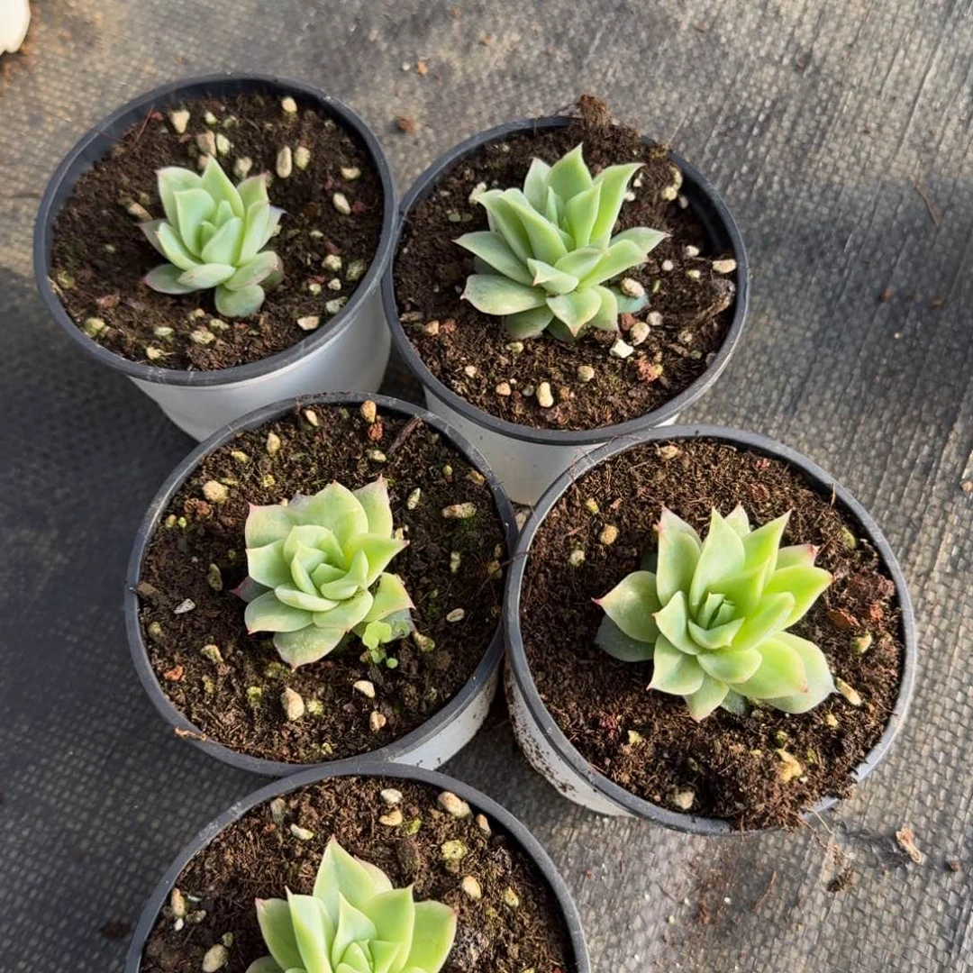 二号玫瑰一颗量拍19-16