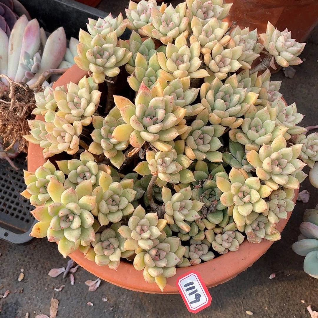 1119璀璨一物一拍多肉