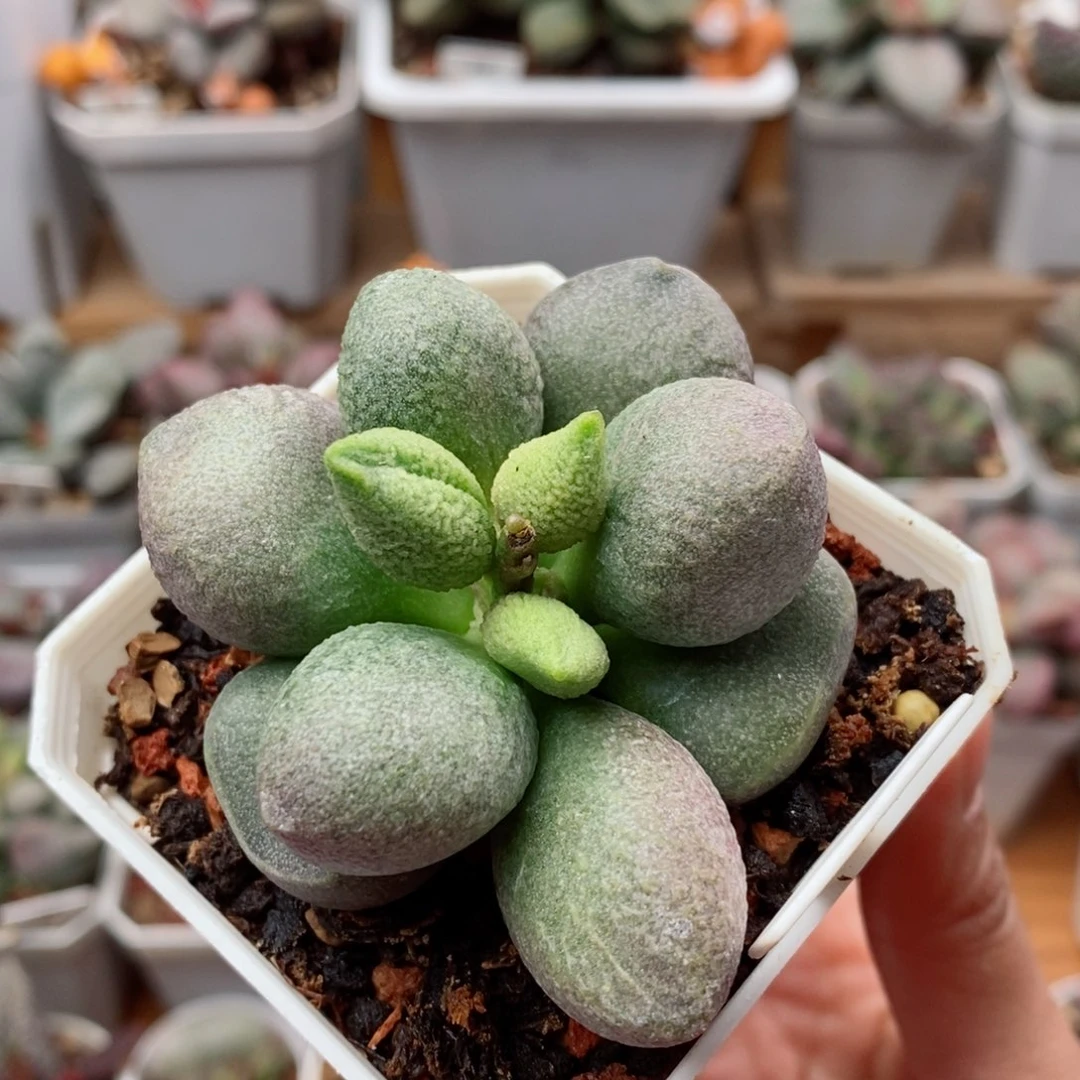 实生水泡16号多肉植物