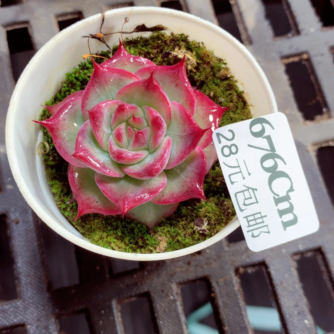 5厘米盆精控多肉676